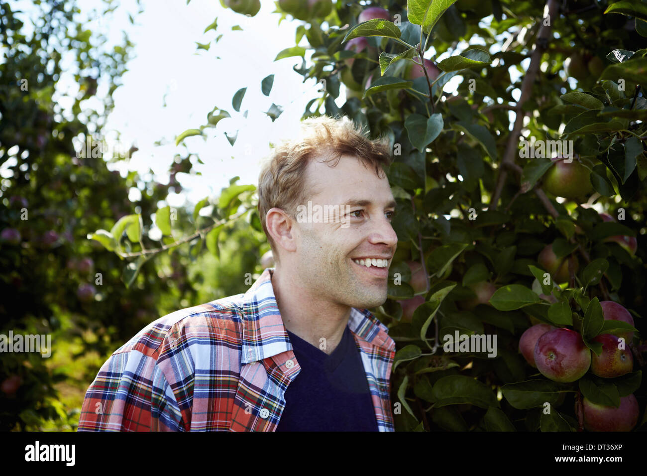 Ein Mann in ein kariertes Hemd in einer Apfelplantage Baum Stockfoto
