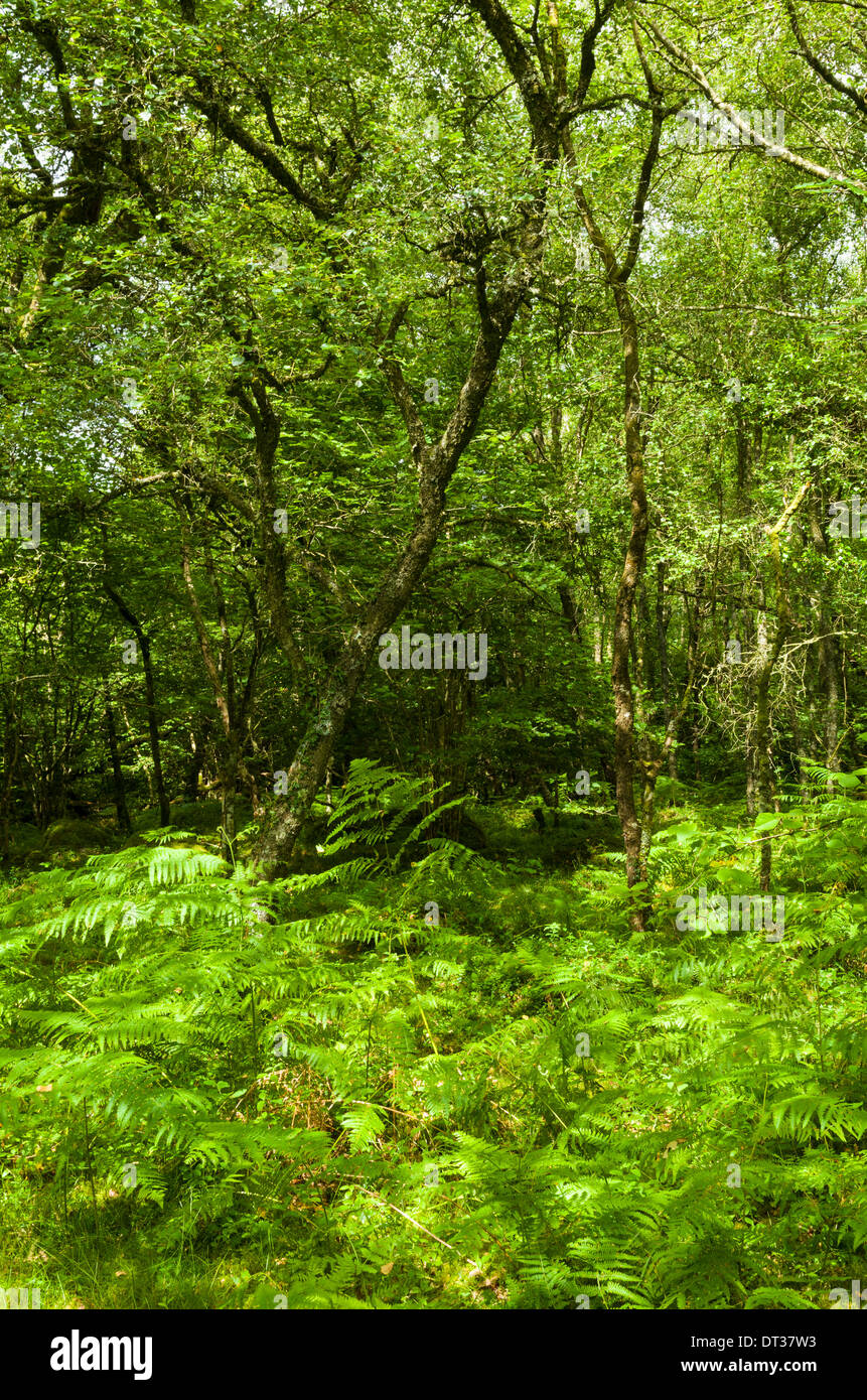 Bracken, wächst in einer Lichtung im Wald im Dartmoor National Park, Devon, England. Stockfoto