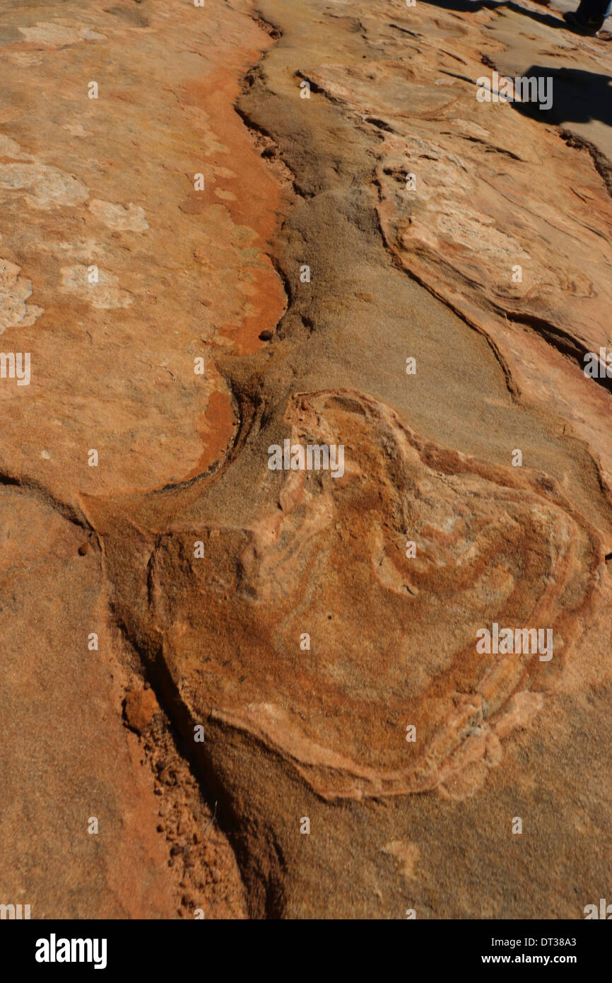fossilen Dinosaurier-Fußabdruck auf abgespeckte geschichtete Sandsteinfelsen, Süd-Utah Stockfoto