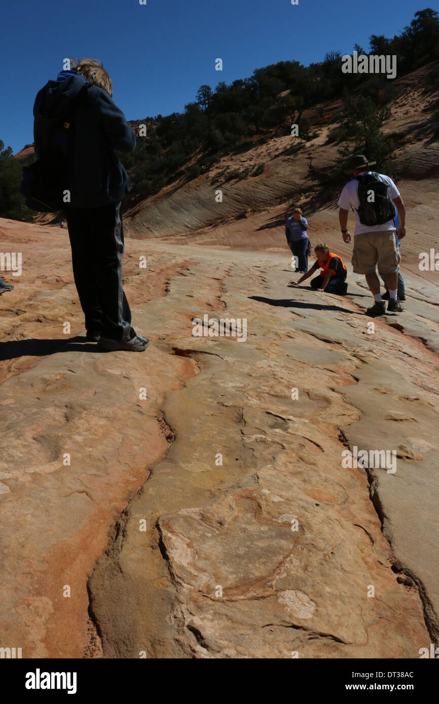 fossilen Dinosaurier-Fußabdruck auf abgespeckte geschichtete Sandsteinfelsen, Süd-Utah Stockfoto
