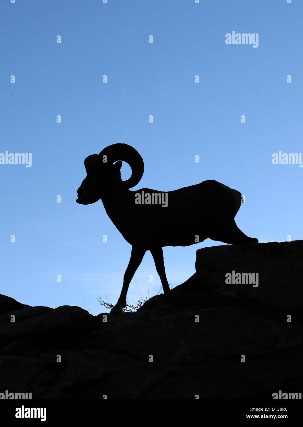 Silhouette Wüste Bighorn Schafe in Zion National Park in Utah Stockfoto