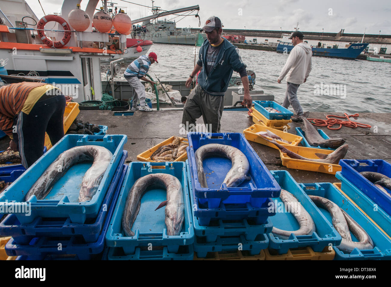 Europäische Congeraale (Conger Conger) off-loaded von Langleinen Fischerboot. Sao Miguel, Azoren-Archipels. Stockfoto