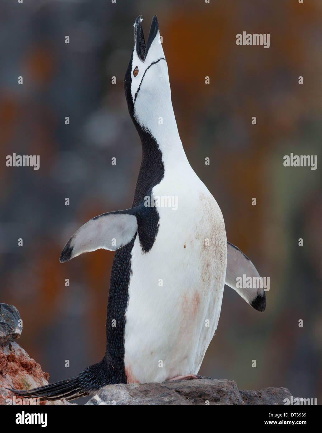 Kinnriemen Pinguin dehnen Flossen und auf der Suche nach oben in einer Anzeige, Antarktis Stockfoto