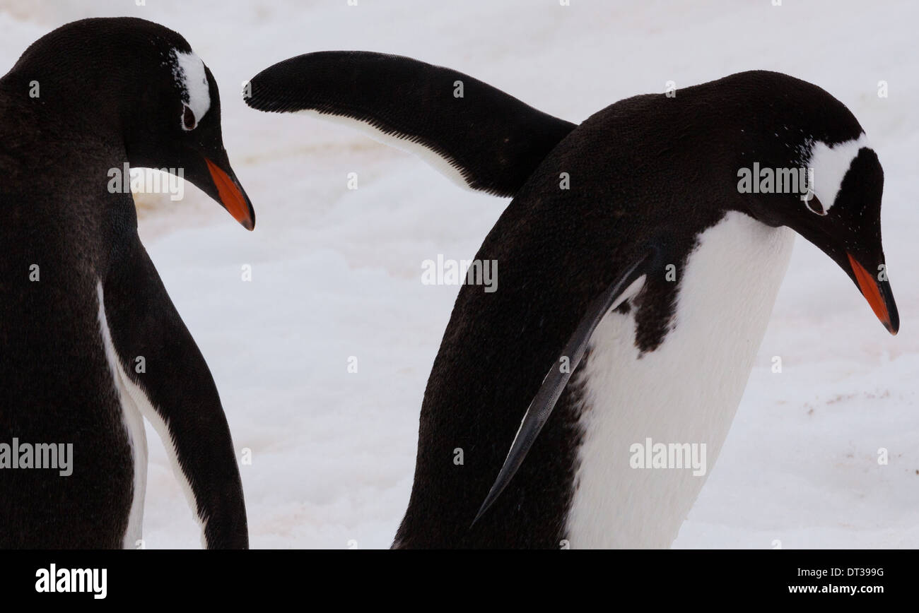 Gentoo Pinguine, Antarktis Stockfoto