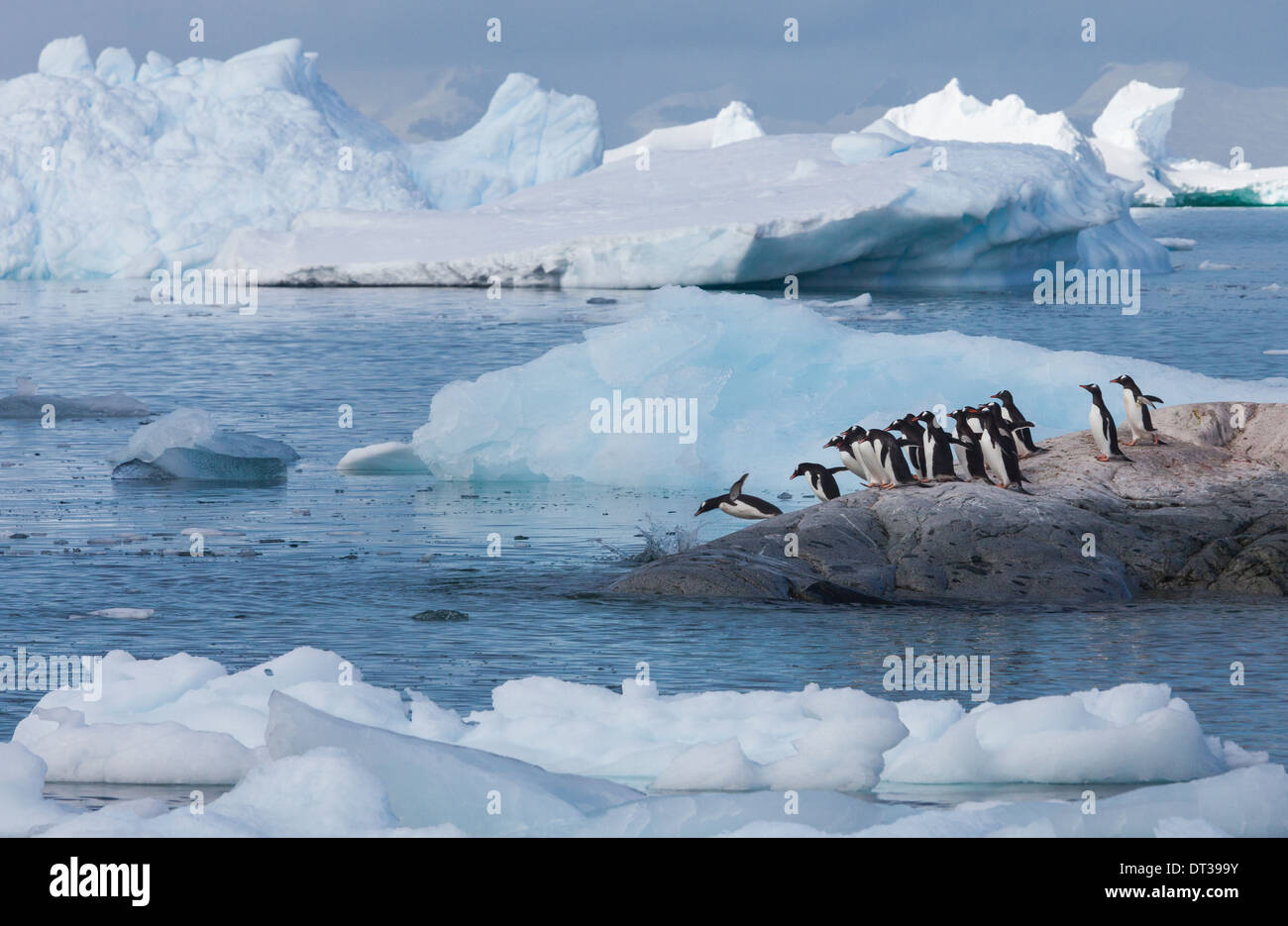 Gentoo Pinguine, Antarktis Stockfoto