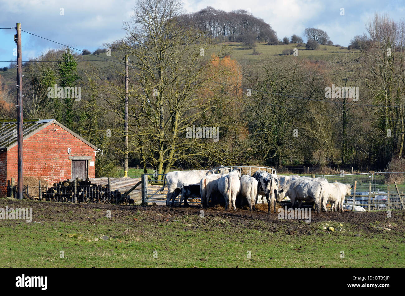 Rinderfütterung auf Heu von einem erhöhten Feeder auf nassen, schlammigen und schlecht pochierte Weide mit St Catherines Hill im Hintergrund Stockfoto