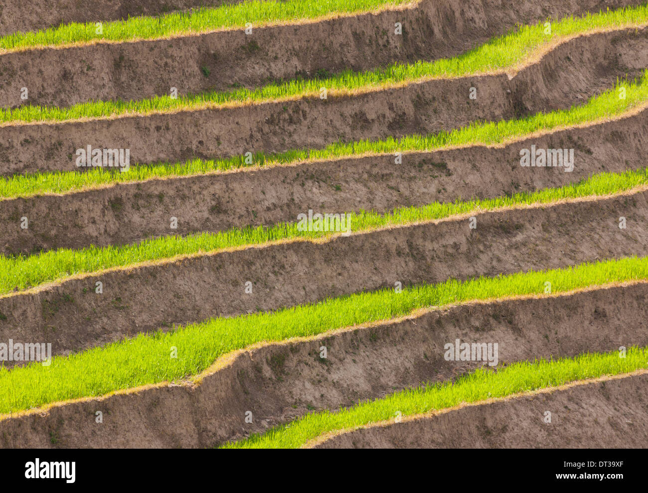 Terrassenförmig angelegten Feldern, Paro-Tal, Bhutan Stockfoto