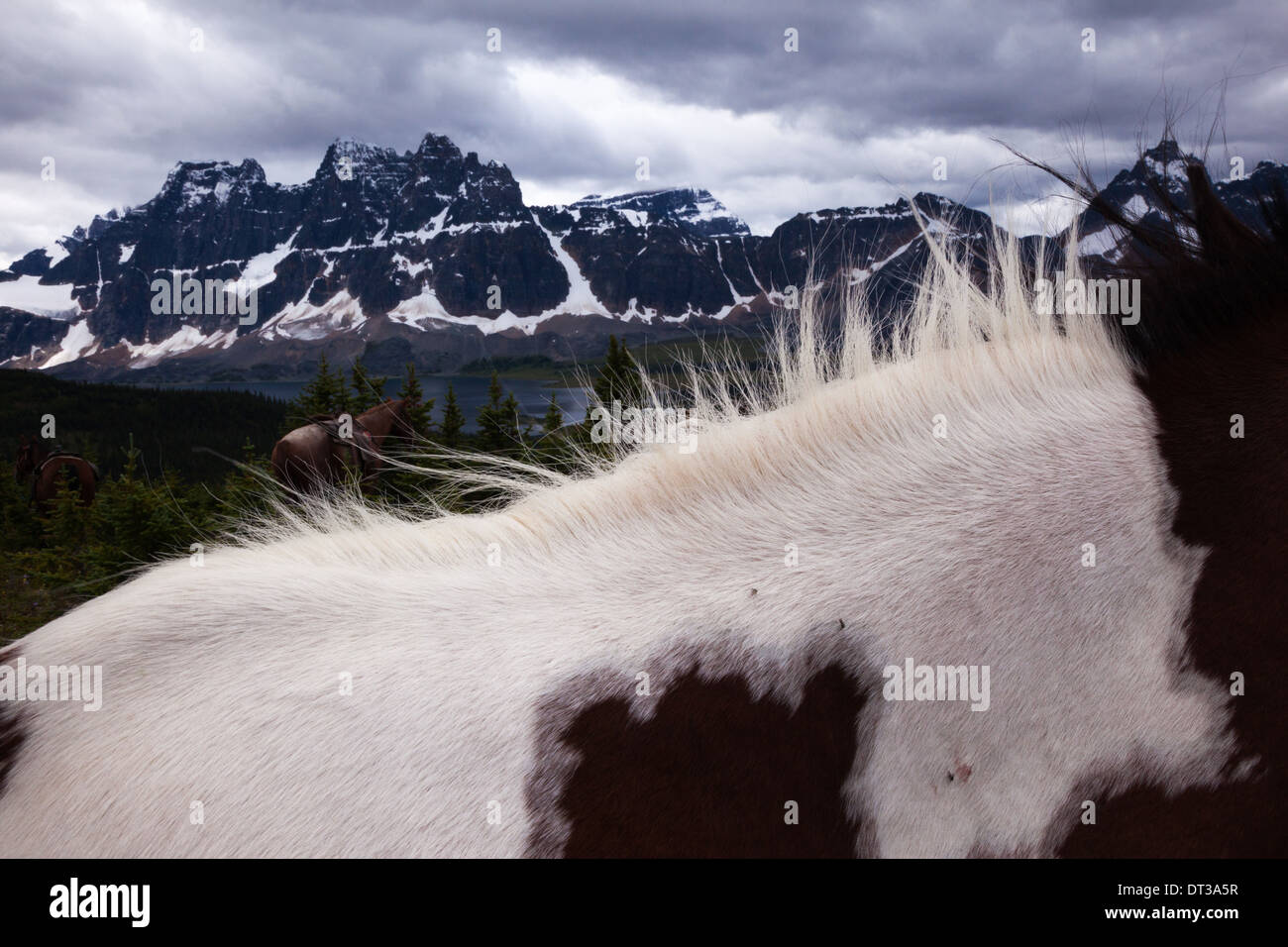 Pferde, Jasper Nationalpark, Alberta, Kanada Stockfoto