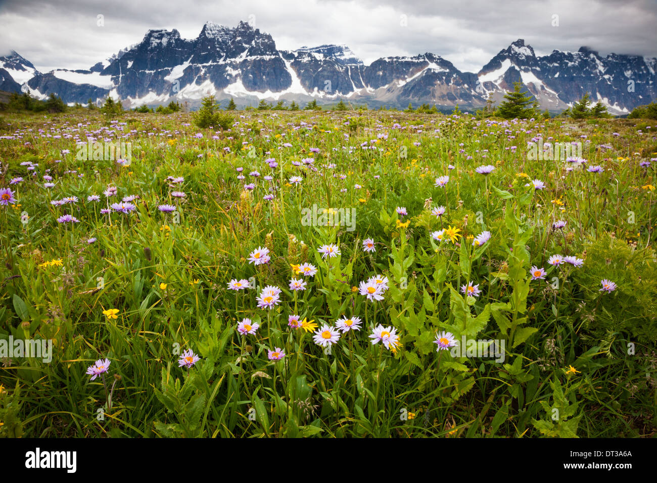 Wildblumen, Jasper Nationalpark, Alberta, Kanada Stockfoto