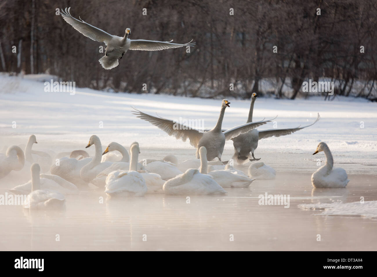 Cygnus Cygnus, Singschwäne, auf einem zugefrorenen See in Hokkaido. Stockfoto