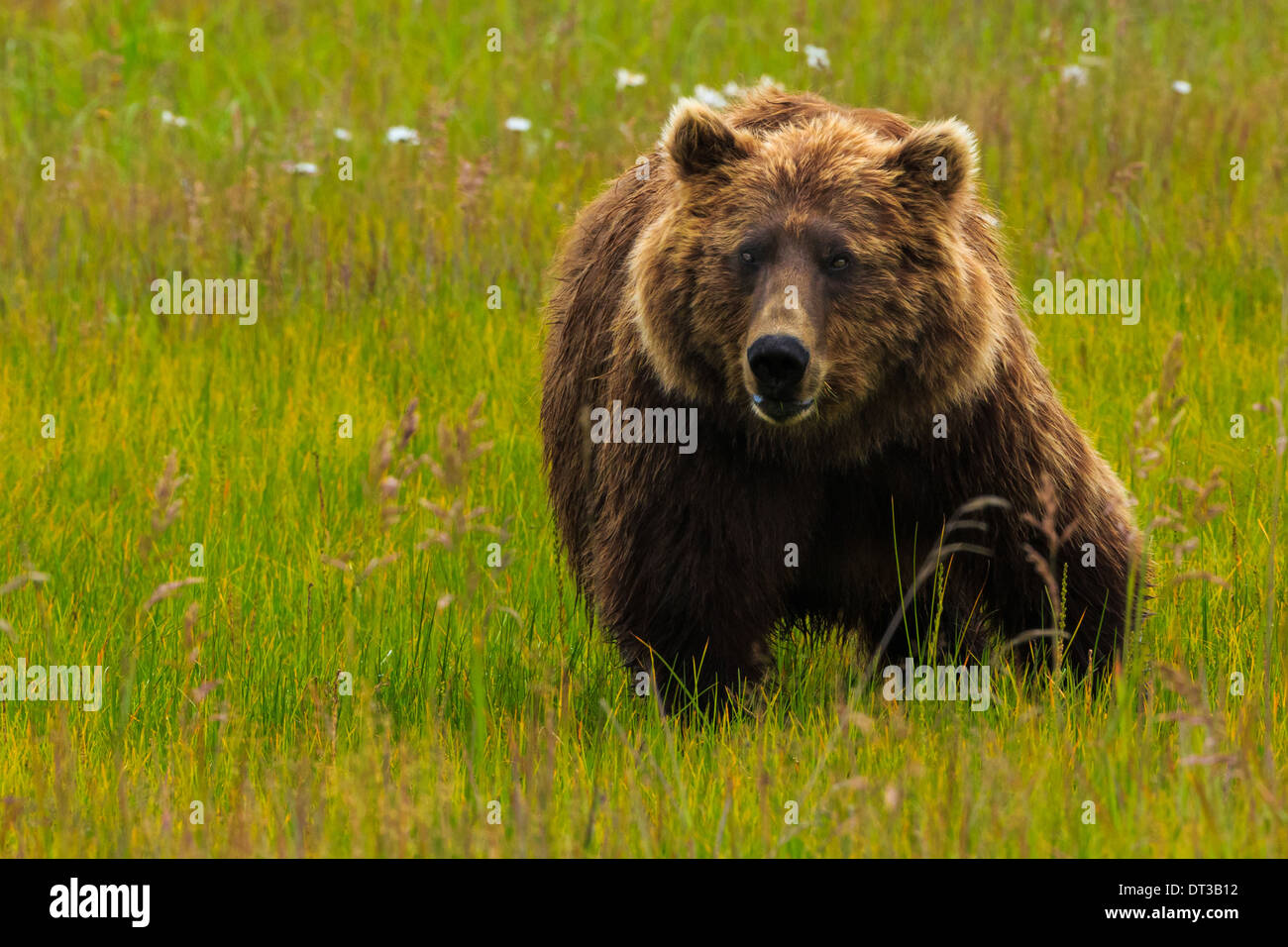 Braunbär, Lake-Clark-Nationalpark, Alaska, USA Stockfoto