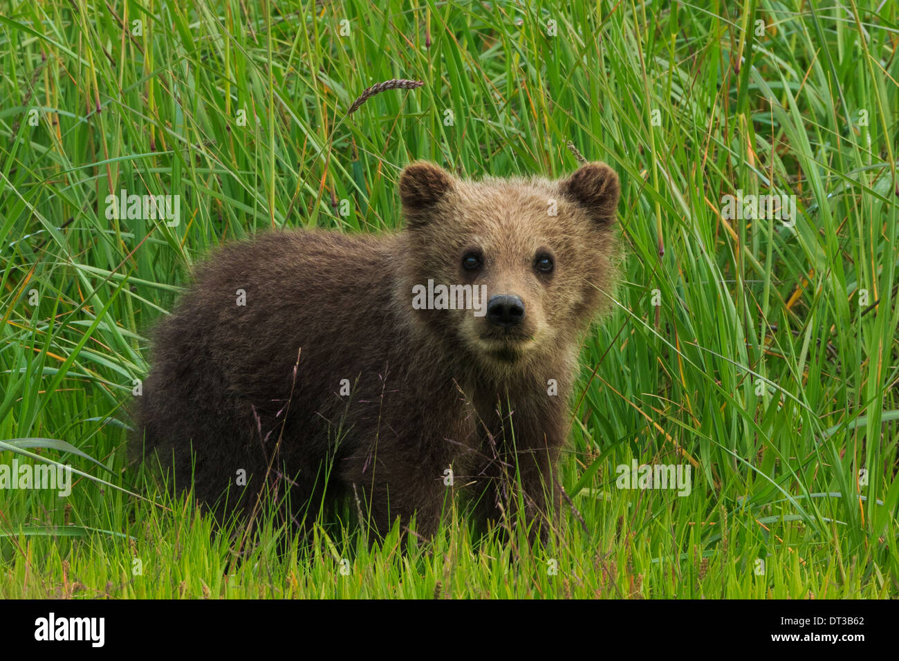 Brown Bear Cub, Lake-Clark-Nationalpark, Alaska, USA Stockfoto