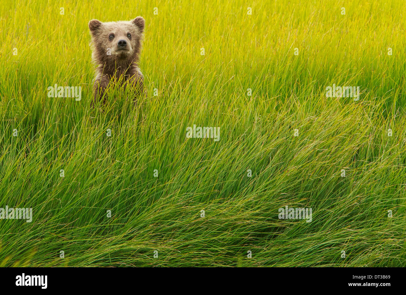 Brown Bear Cub, Lake-Clark-Nationalpark, Alaska, USA Stockfoto