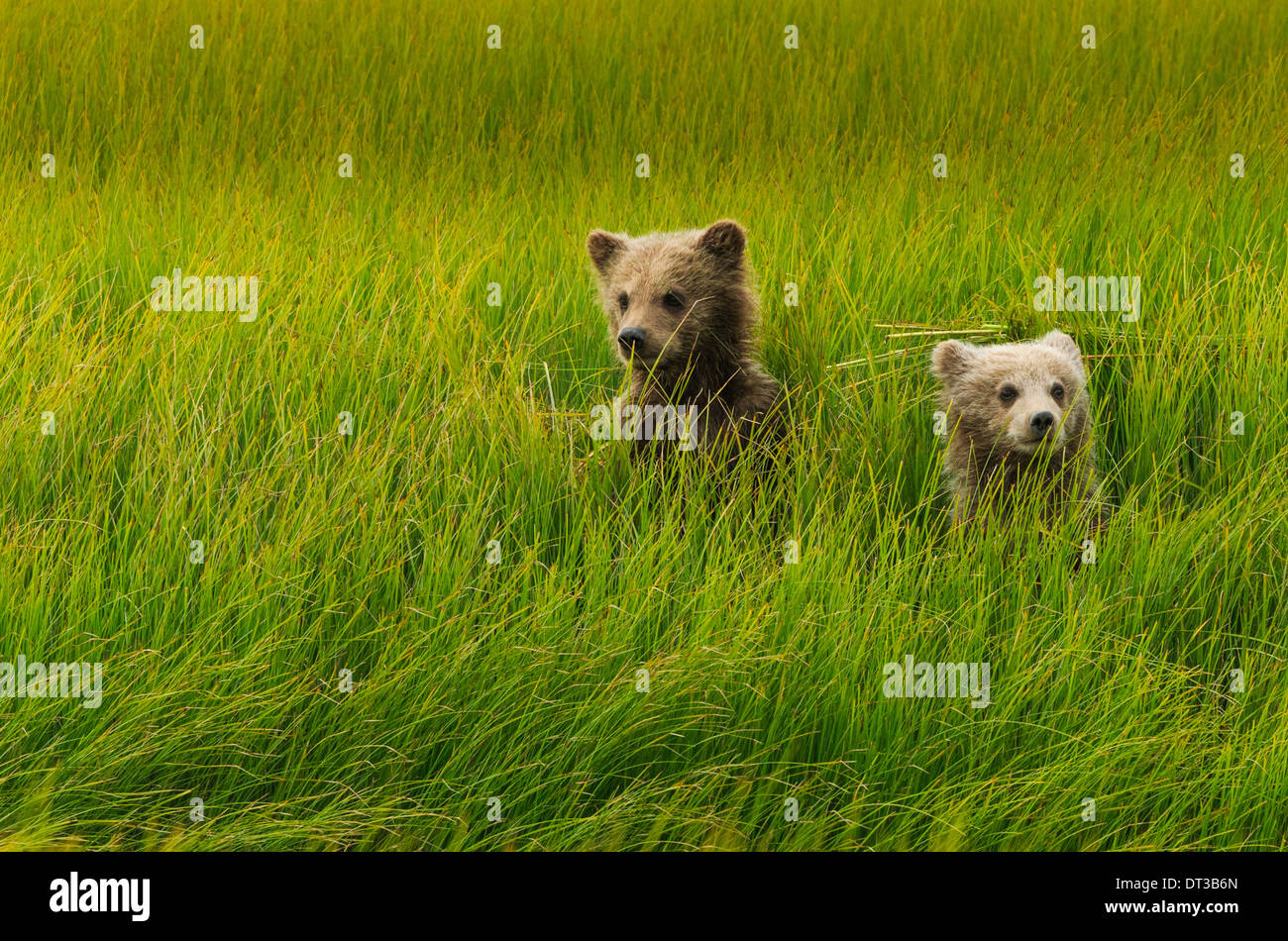 Brown Bear Cubs, Lake-Clark-Nationalpark, Alaska, USA Stockfoto