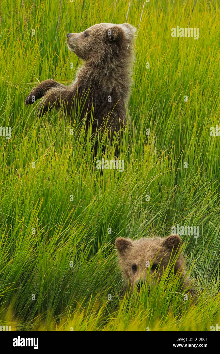 Brown Bear Cubs, Lake-Clark-Nationalpark, Alaska, USA Stockfoto