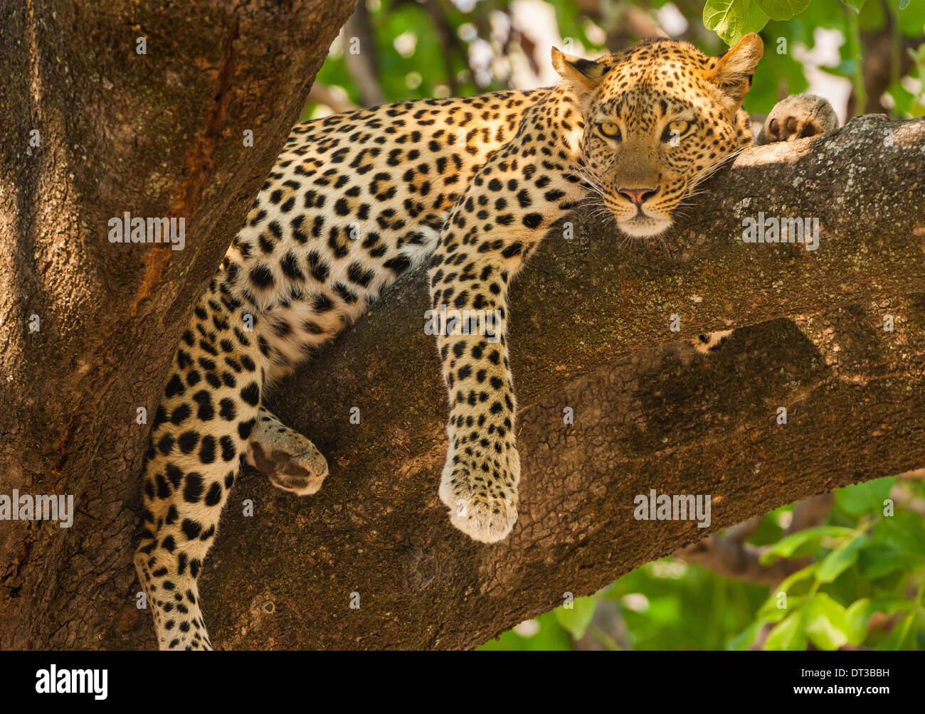 Leopard, Panthera Pardus, Okavango Delta, Botswana. Stockfoto