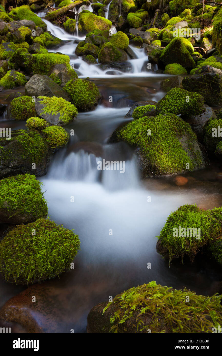 Regenwald-Stream, Olympic Nationalpark, Washington Stockfoto