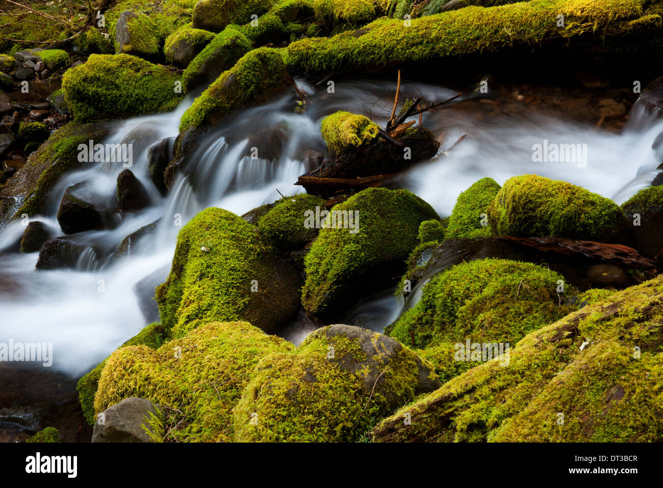 Barnes Creek, Olympic Nationalpark, Washington, USA Stockfoto