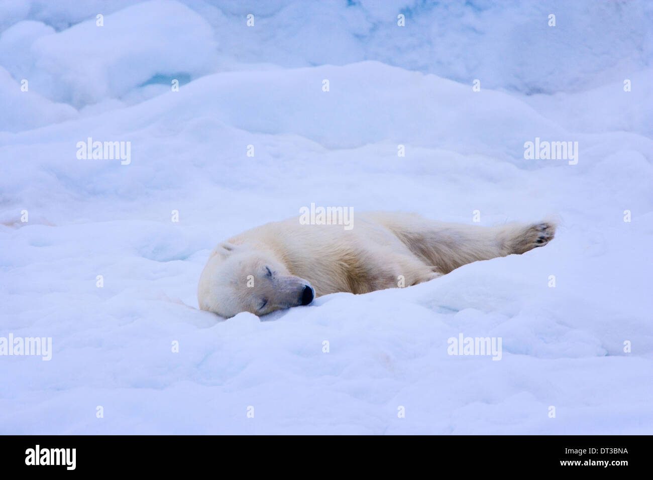 Ein Eisbär schläft auf einem Bett aus Schnee, Spitzbergen, Norwegen, Ursus Maritimus, Stockfoto