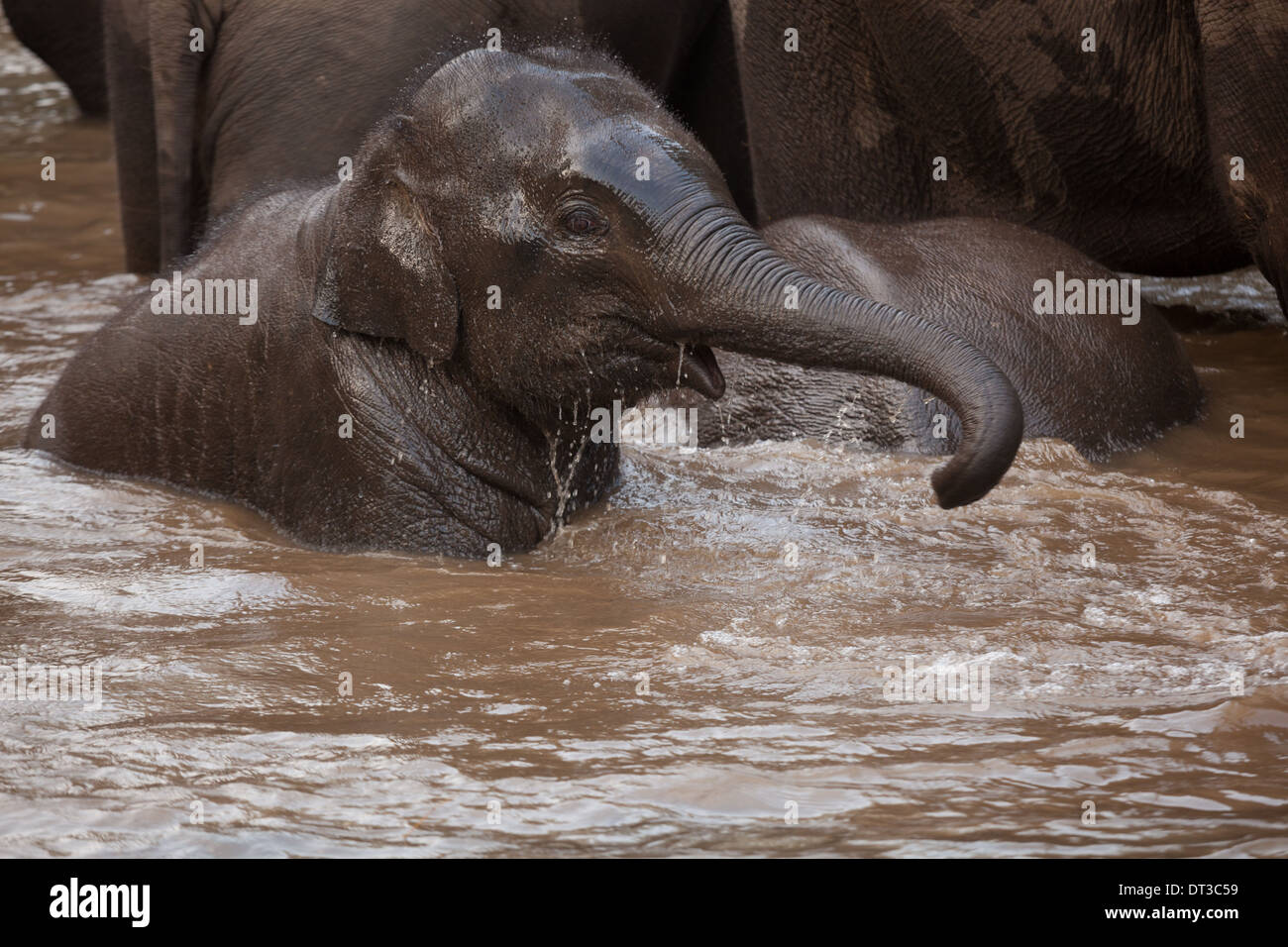 Asiatische Elefanten, Bandhavgarh National Park, Indien Stockfoto