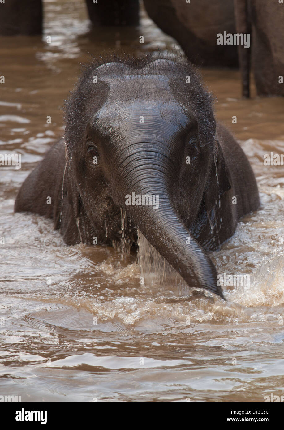 Asiatische Elefanten, Bandhavgarh National Park, Indien Stockfoto