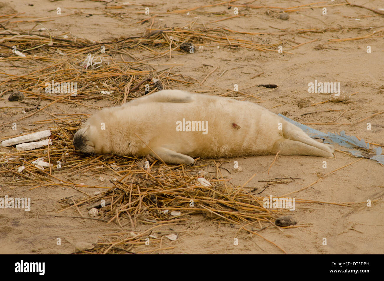Kegelrobben [Halichoerus Grypus] Pup. Tot am Strand nach 2013 Flutwelle. Dezember. Norfolk. In der Nähe von Winterton Dünen. UK Stockfoto
