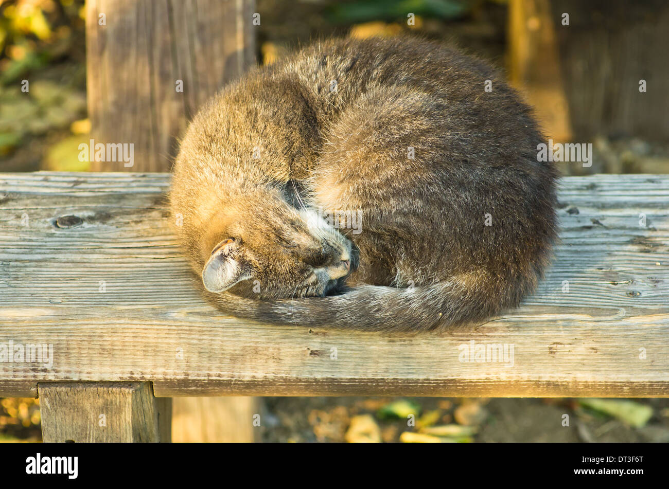 Schläfrige Katze auf einer Holzbank Stockfoto