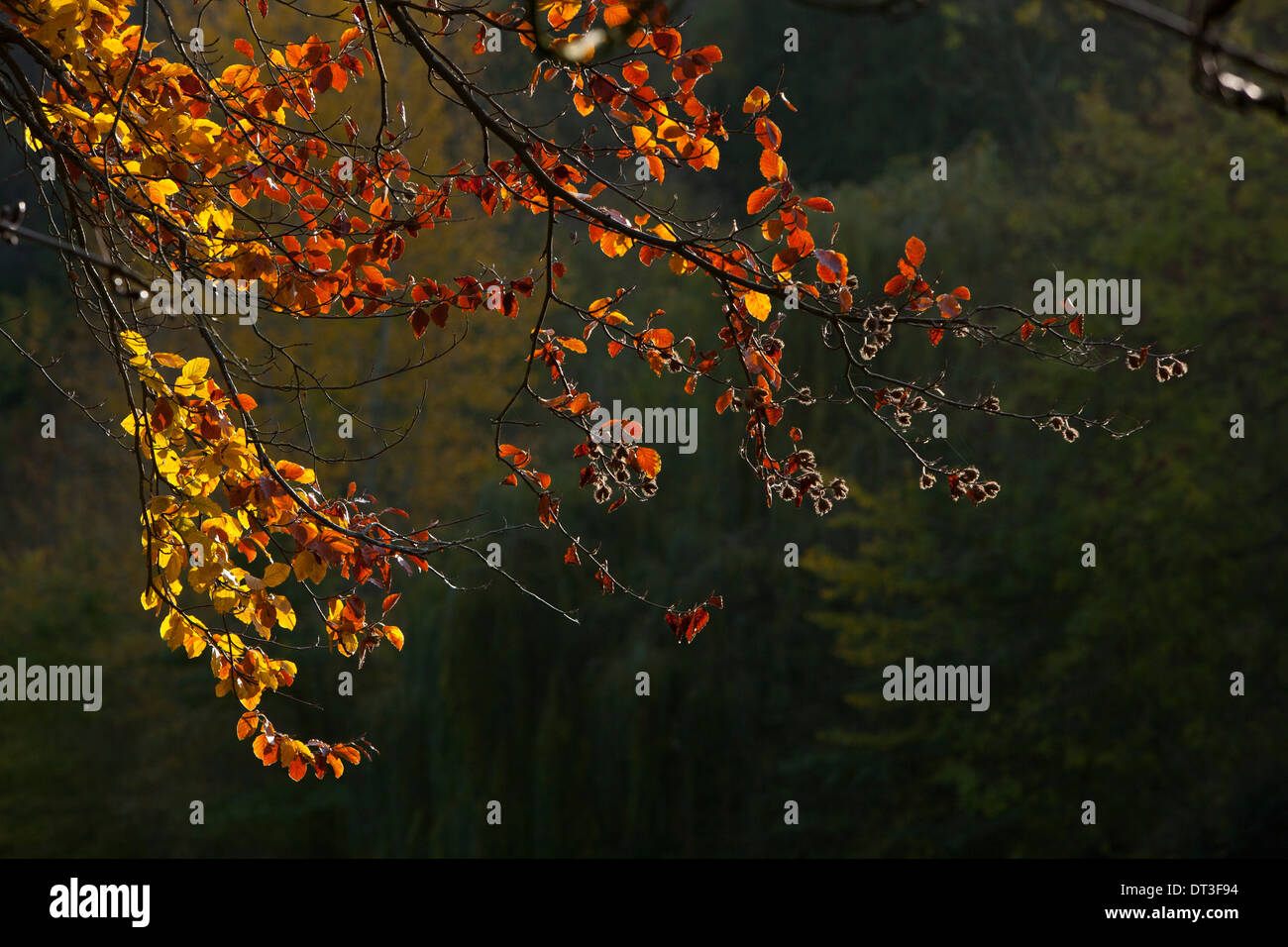 Buche Blattfall Baum zurück mit Sonnenlicht beleuchtet Herbstsaison. Stockfoto