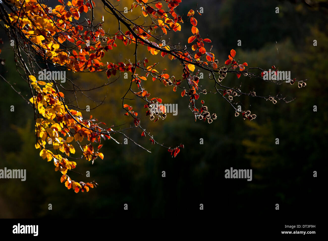 Buche Blattfall Baum zurück mit Sonnenlicht beleuchtet Herbstsaison. Stockfoto