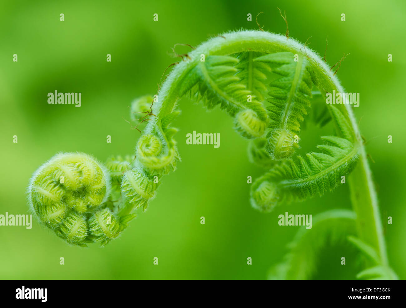 Ein Farn (Pteridophyte) aus einem Farnwedel, ein Wedel drehen. Stockfoto