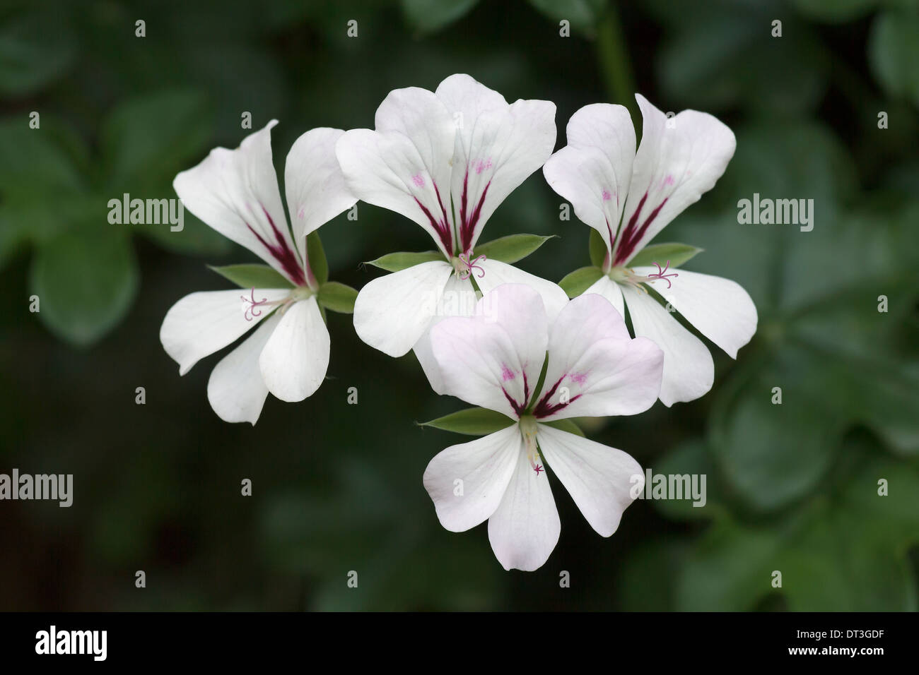 Geranie Blume in der Natur Stockfoto