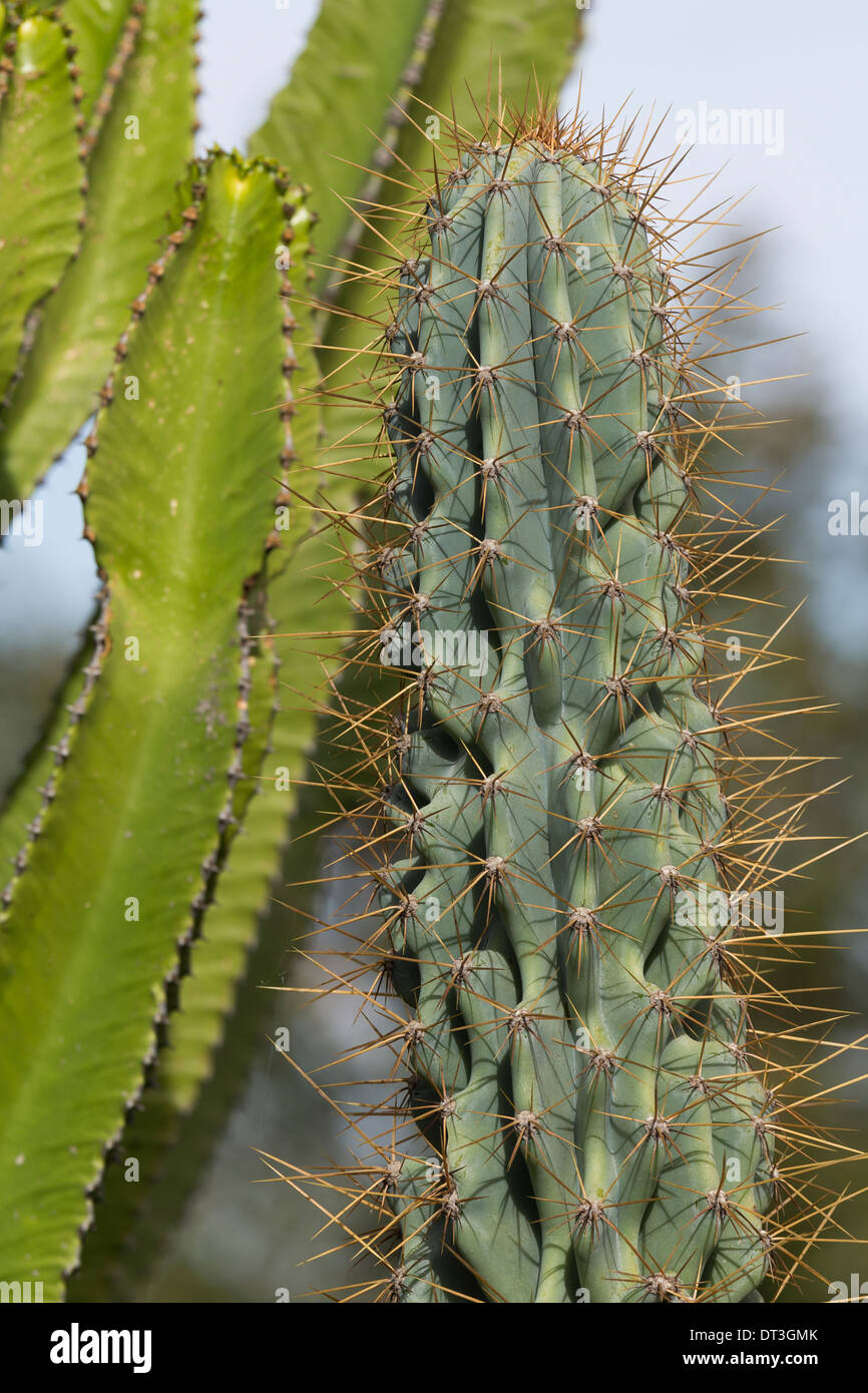 Kaktus-Riesen in der Natur Stockfoto