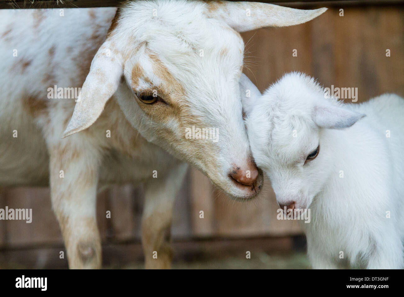 Nigerianische Zwergziegen (Capra Aegagrus Hircus) Mutter und Kind kuschelte. Stockfoto