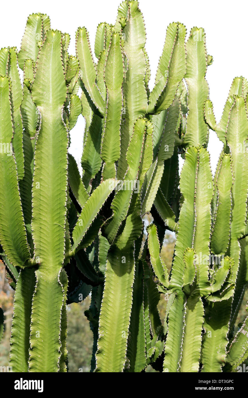 Kaktus-Riesen in der Natur Stockfoto
