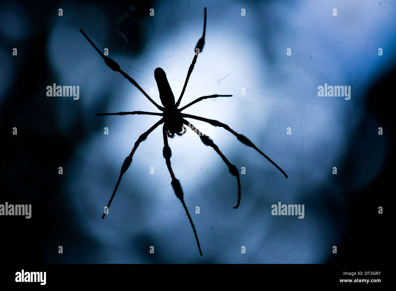 Golden Silk Orb-Weaver oder Bananenspinne (Nephila Clavipes) gegen einen weißen und blauen Himmel abhebt. Stockfoto