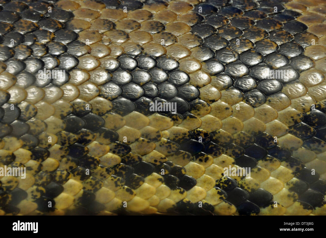 Gelbe Anakonda Schlangenhaut bedeckt in strukturierten Skalen Tier Hintergrund Nahaufnahme. Stockfoto