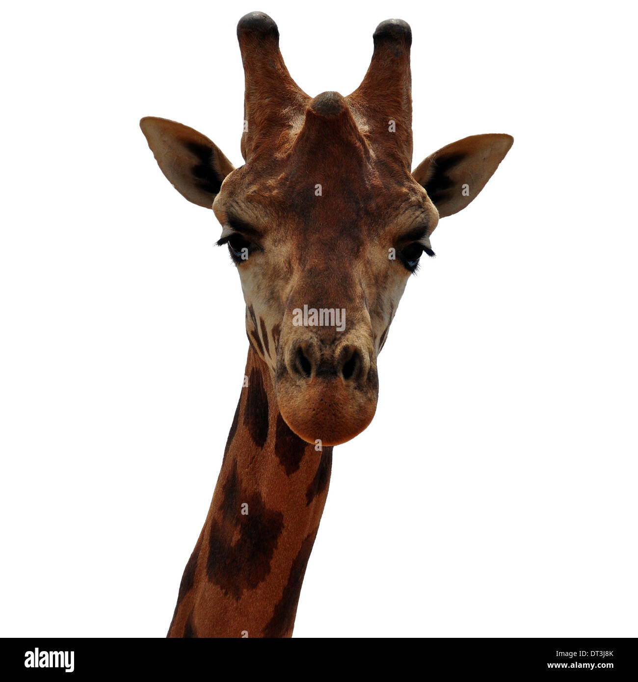 Baringo Giraffe Tierkopf auf weißem Hintergrund. Vom Aussterben bedrohte Plancius. Stockfoto