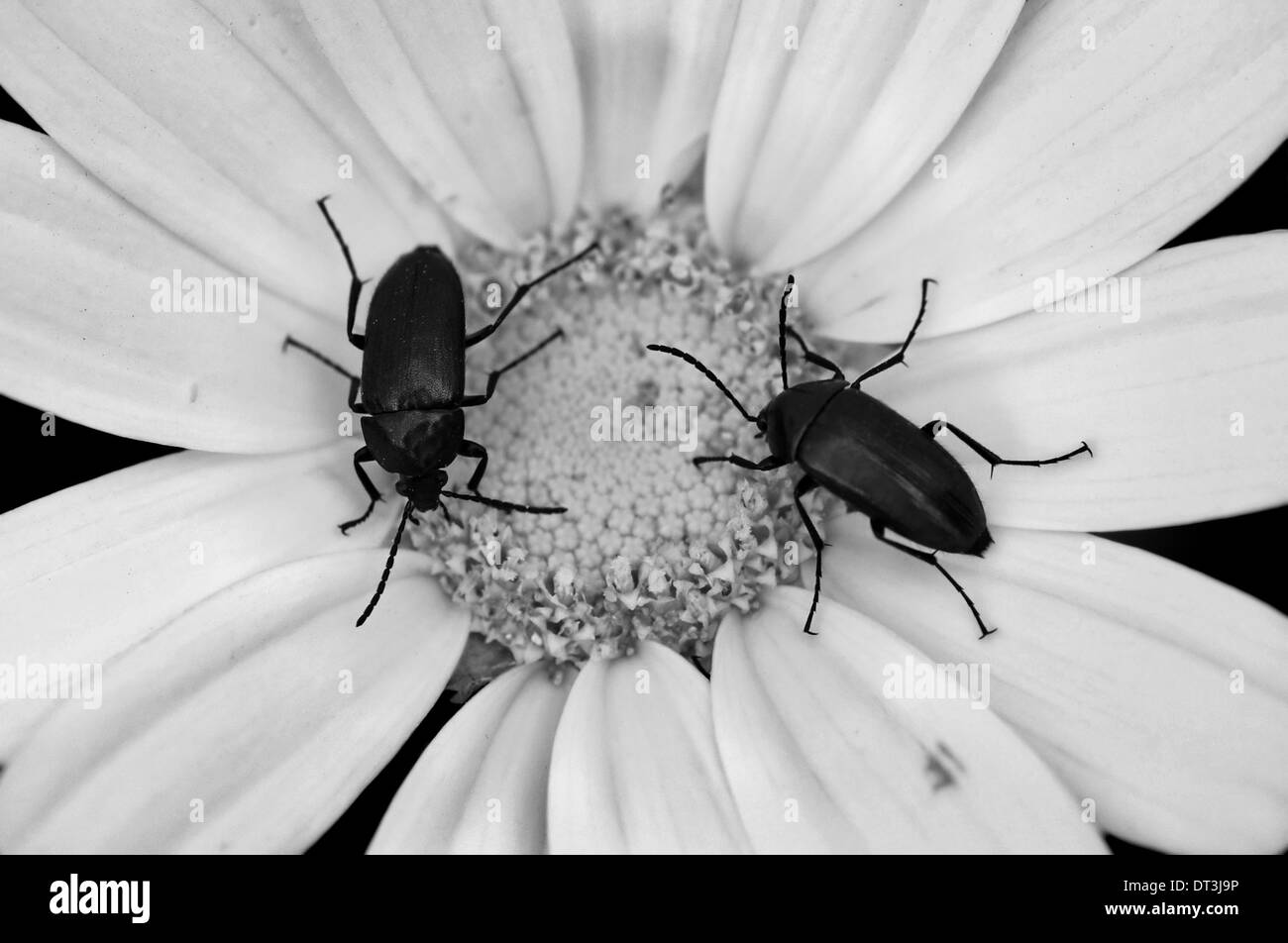 Zwei kleine Käfer auf eine blühende Blume. Schwarz und weiß. Stockfoto