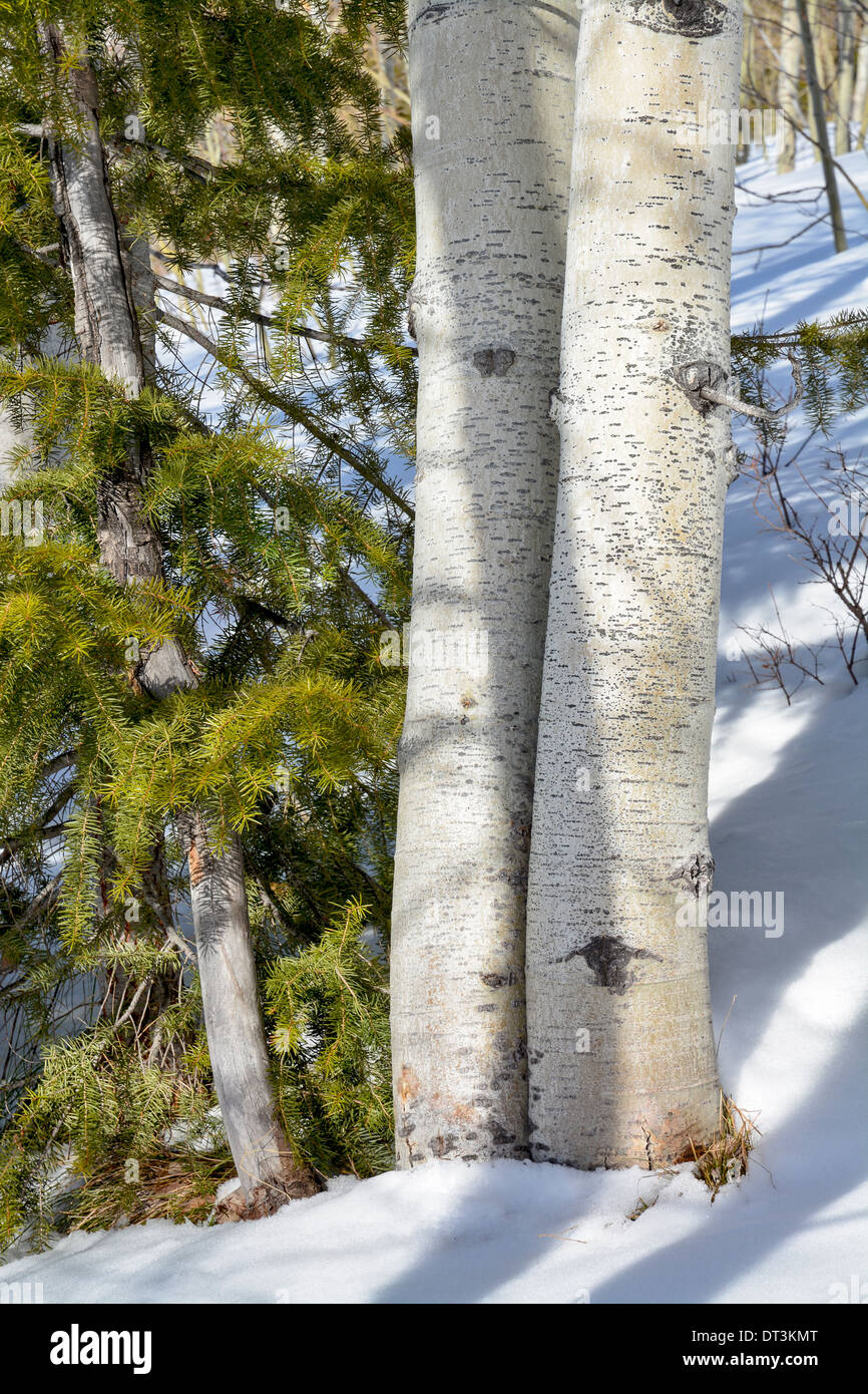 Grüne Tanne und weißen Aspen Bäume im winter Stockfoto