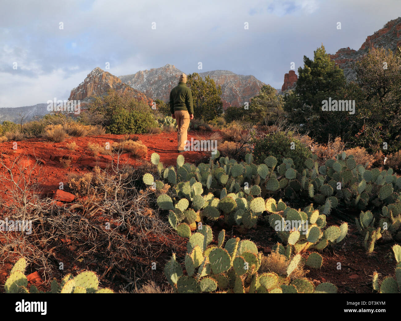 Wanderer durch Kaktus sieht Schnee auf fernen Gipfel in Sedona Stockfoto