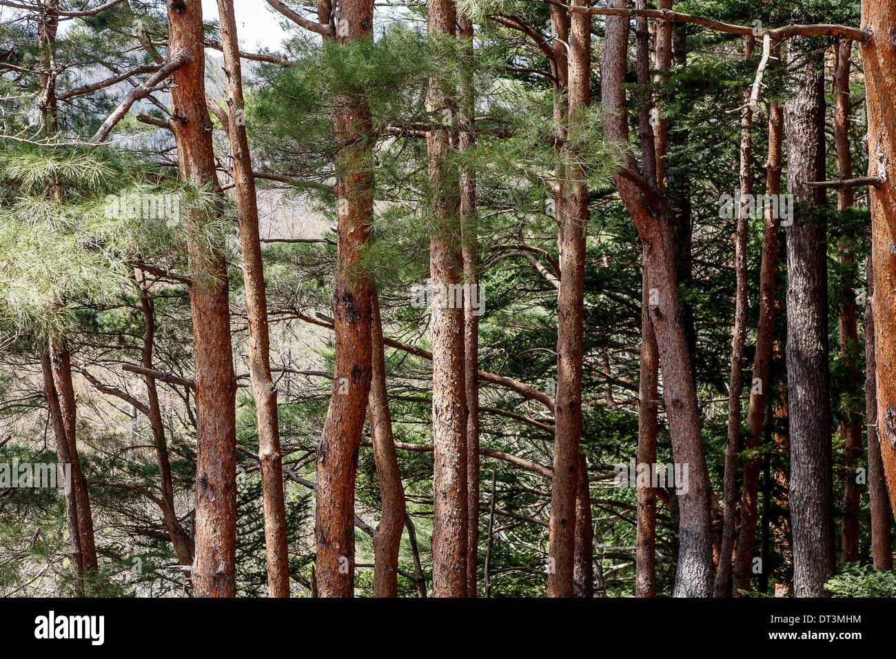 Schöne Landschaft der Pinienwald im Frühling, Japan Stockfoto