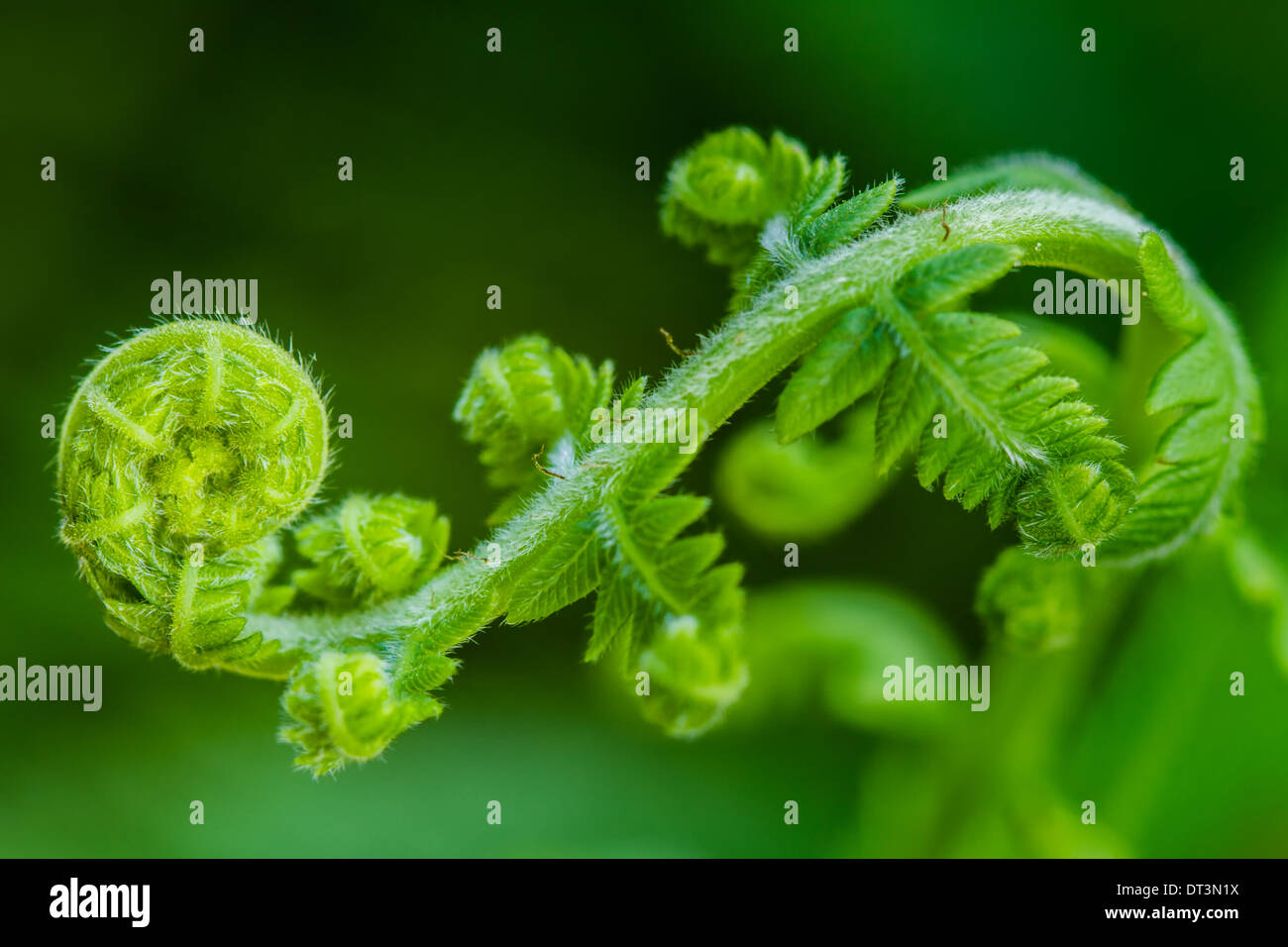 Ein Farn (Pteridophyte) aus einem Farnwedel, ein Wedel drehen. Stockfoto