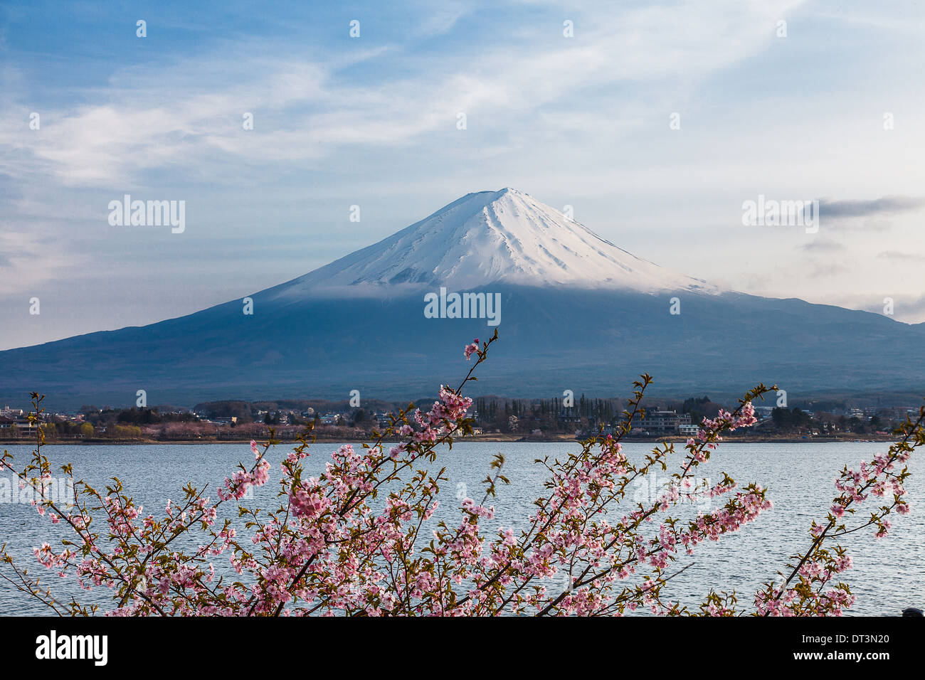 Nette und schöne Landschaft von Fuji und rosa Kirschblüten im Frühling, Japan Stockfoto