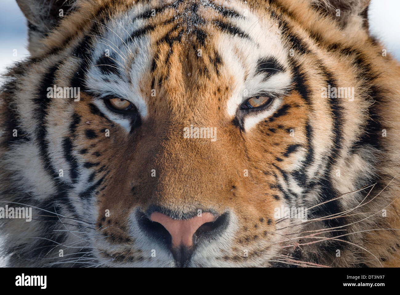 Schuss in den Kopf des sibirischen Tigers Stockfoto