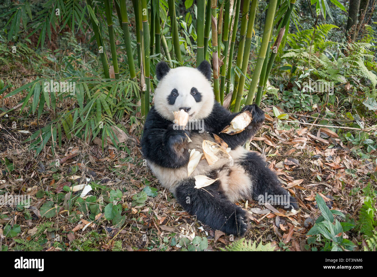 Junge Giant Panda Bambus Essen Stockfotografie Alamy