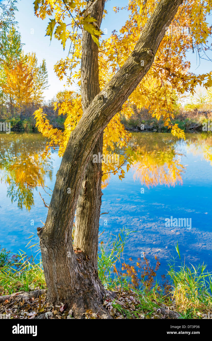 Herbst Baum am Ufer eines Flusses Stockfoto