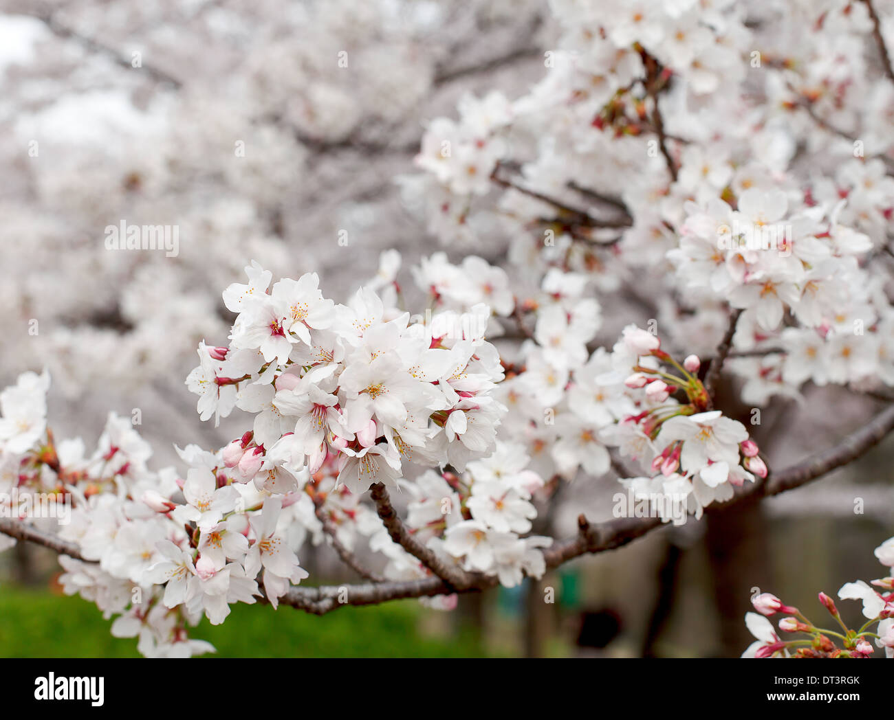 Kirschblüte an einem sonnigen Tag im Frühling, Osaka Japan Stockfoto