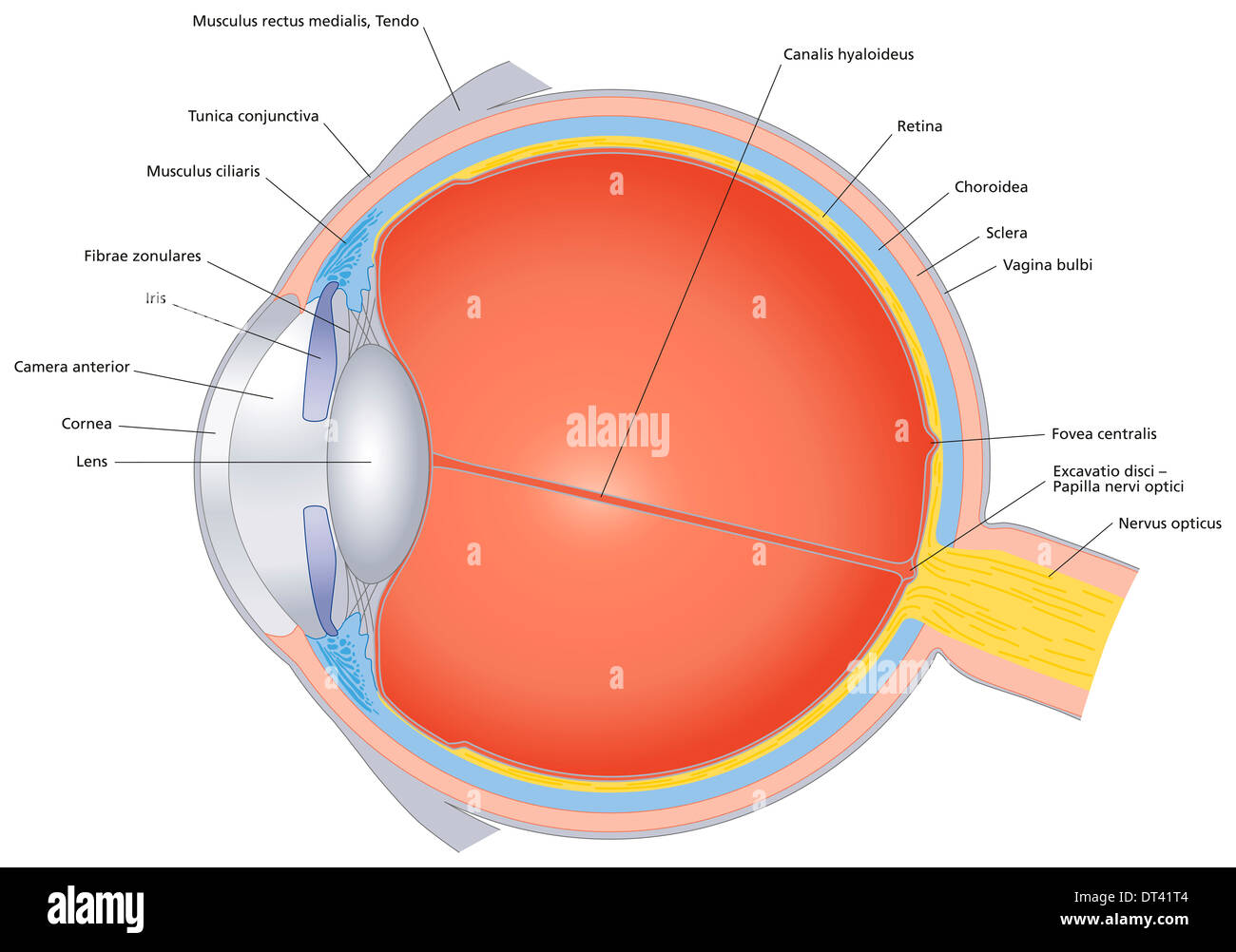 Isolierte Darstellung des menschlichen Auges mit lateinischer Beschriftung. Stockfoto