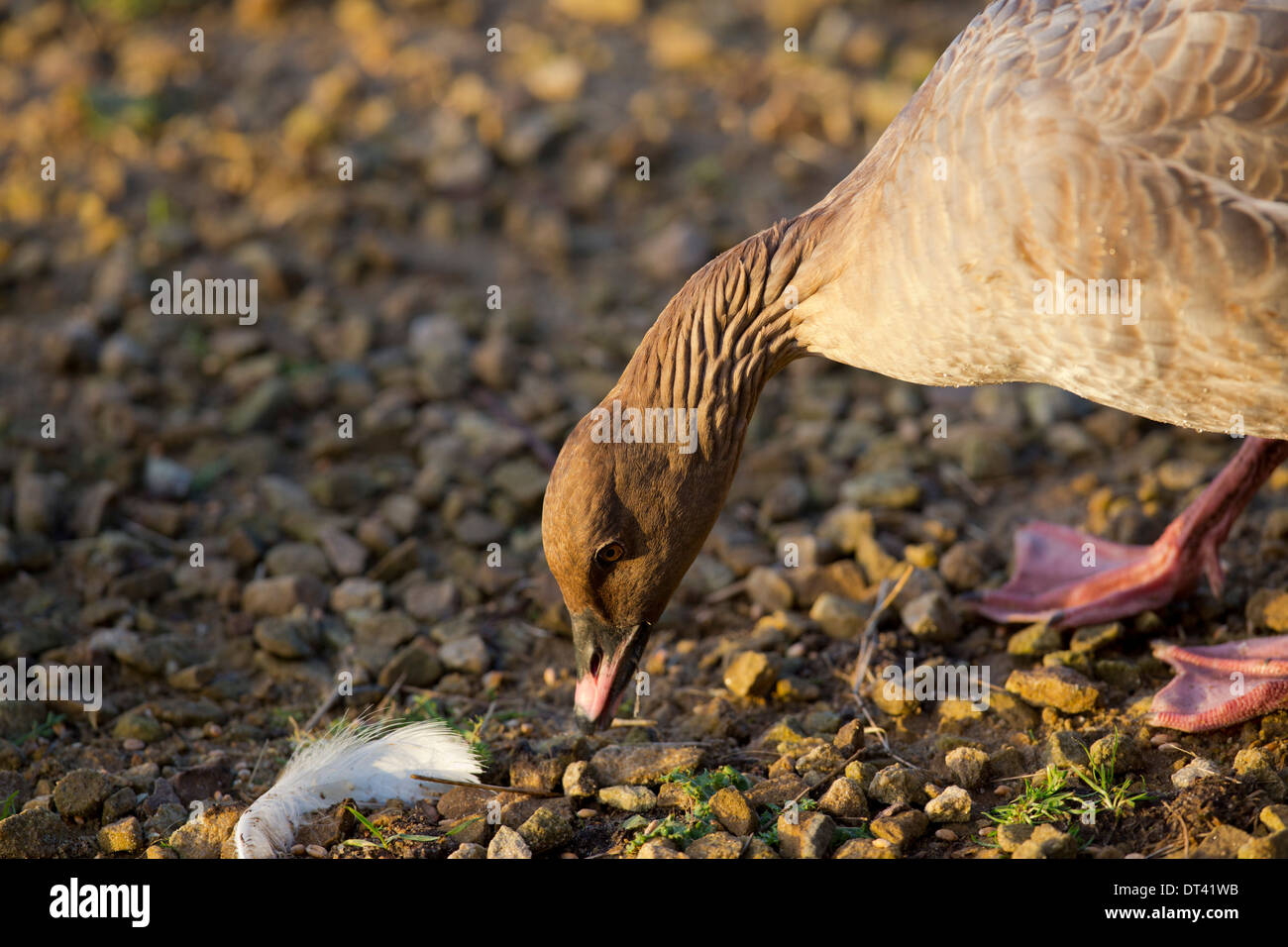 Rosa Footed Goose; Anser Brachyrhynchus; Winter; UK Stockfoto