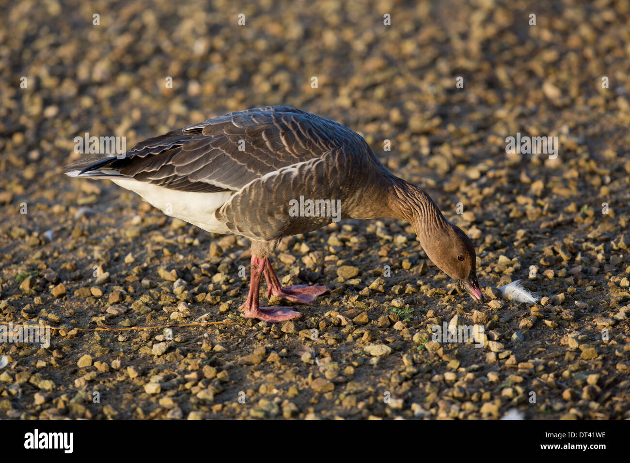 Rosa Footed Goose; Anser Brachyrhynchus; Winter; UK Stockfoto